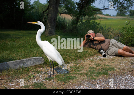 Airone bianco maggiore (Ardea egretta alba), American sottospecie, fotografato Foto Stock