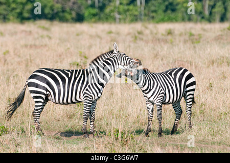 Due maschi del Burchell zebre sono in lotta per il predominio in Masai Mara. Foto Stock