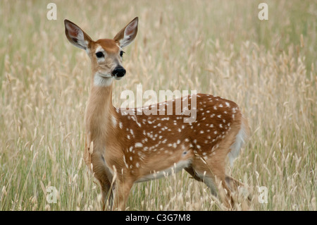 Un culbianco Deer Fawn in un campo vicino Choteau Montana. Foto Stock