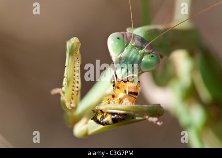 Mantide religiosa (Tenodera aridifolia) mangiare honeybee. Foto Stock