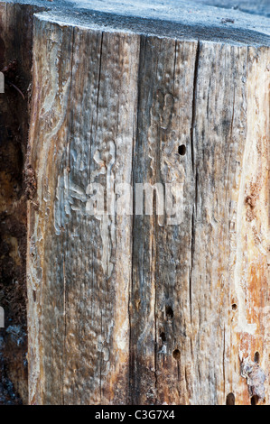 Le vie del Pino Mugo coleotteri nel tronco di una Lodgepole Pine Tree in Seeley Lake Montana. Foto Stock