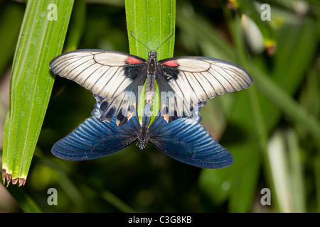 Grande mormone (Papilio memnon) farfalle di accoppiamento femmina (al di sopra e al di sotto di maschio) Foto Stock