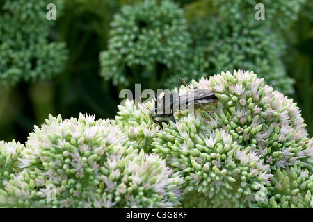 Ruota (Bug Arilus cristatus) sul fiore Foto Stock