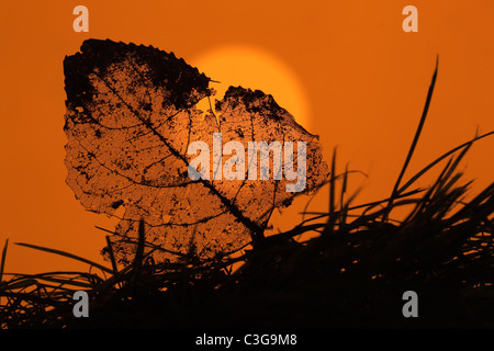 Pioppo nero Populus nigra foglia scheletro al tramonto Foto Stock