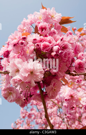 Fiore di Ciliegio su un Ciliegio ornamentale di albero in primavera, ambleside, cumbria, Regno Unito. Foto Stock