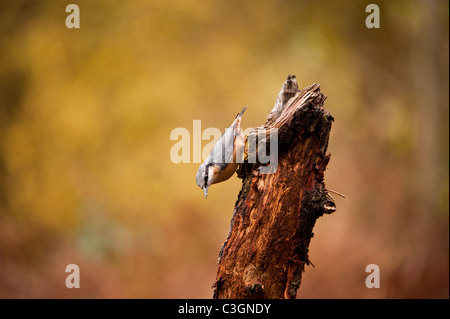 Picchio muratore europeo (Sitta Europaea) appollaiate su un ramo Foto Stock