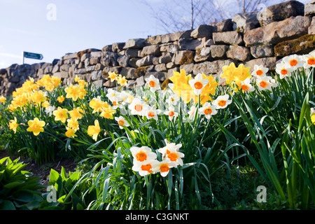 Giunchiglie fioritura in Rosedale nel North York Moors, nello Yorkshire, Regno Unito. Foto Stock