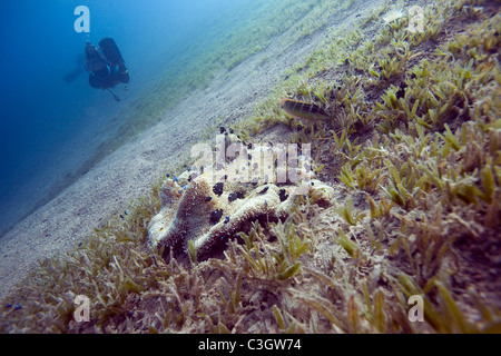 Tappeto gigante Anemone e capretti Threespot dascyllus in Mar Rosso, Dahab, Egitto Foto Stock