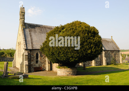 Yew Tree presso il St Thomas Church St Dogmaels Pembrokeshire Wales Cymru REGNO UNITO GB Foto Stock