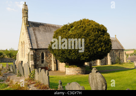 Yew Tree presso il St Thomas Church St Dogmaels Pembrokeshire Wales Cymru REGNO UNITO GB Foto Stock
