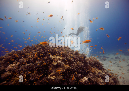 Un subacqueo nuota attraverso una cortina di bolle al Canyon. Mar Rosso, Dahab, Egitto Foto Stock