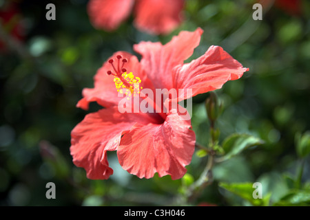 Rosso di fiori di ibisco in piena fioritura Foto Stock