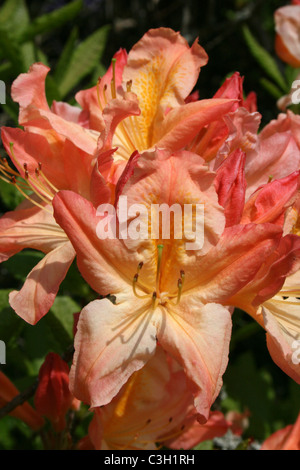Peach colorati fiori di azalea Foto Stock