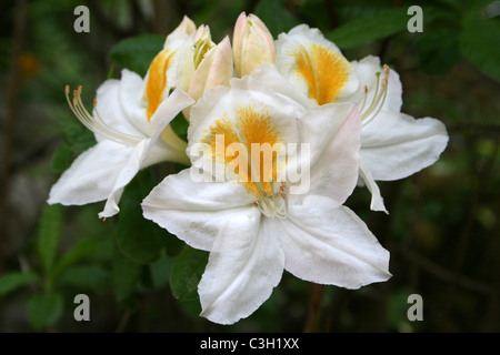 Bianco fiori di azalea con spruzzi di colore giallo Foto Stock