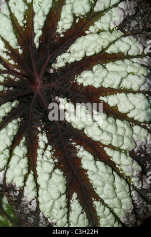 Variegata di foglia di Begonia fuochi d'artificio Rex Foto Stock
