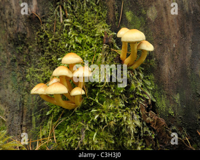 Ciuffo di zolfo fungo, hypholoma fasciculare Foto Stock
