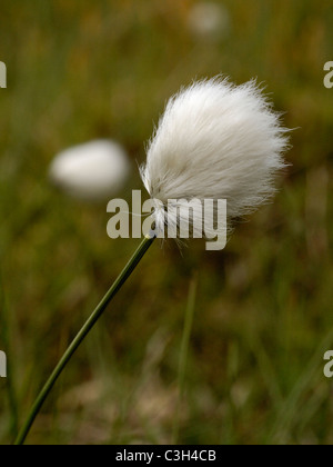 Hare's-tail Cottongrass, eriophorum vaginatum Foto Stock