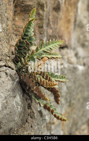 Rustyback fern, asplenium ceterach Foto Stock