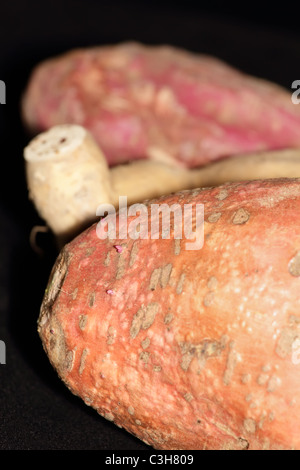 Primo piano sulle patate dolci dove inizia a mostrare alcune radici viola Foto Stock