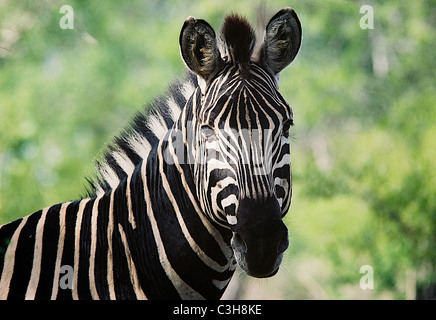 Zebra Burchell's zebra (Equus burchellii) Mala mala Sud Africa Foto Stock