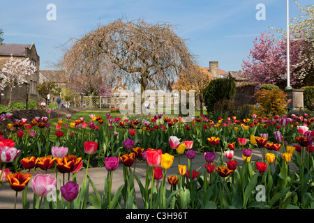 I tulipani in un letto di fiori nel bagno Giardini Bakewell Derbyshire Peak District Inghilterra GB UK EU Europe Foto Stock