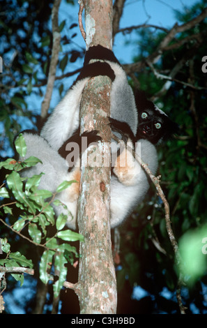 Il lemure Indri Indri (Indri Indri: Lemuridae), il più grande dei lemuri nella foresta pluviale del Madagascar Foto Stock