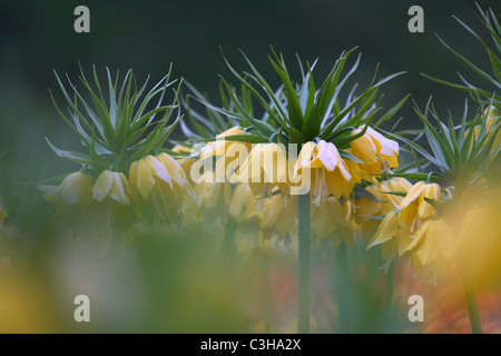 Kaiserkrone, gelbe Bluete, Fritillaria imperialis, Crown imperial,giallo bloom, Insel Mainau, Deutschland, Germania Foto Stock