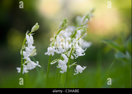 Bianco Bluebells spagnolo - Hyacinthoides hispanica fiori Foto Stock