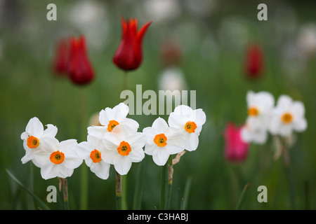 Narzissen, Bluete, Weiss, narcisi, narcisi, fiore bianco, Insel Maniau, Deutschland, Germania Foto Stock