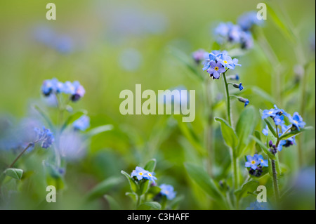 Dimenticare-me-non fiori - Myosotis sylvatica Foto Stock