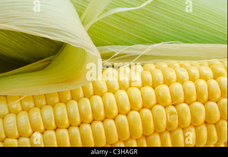 Close up di mais Foto Stock