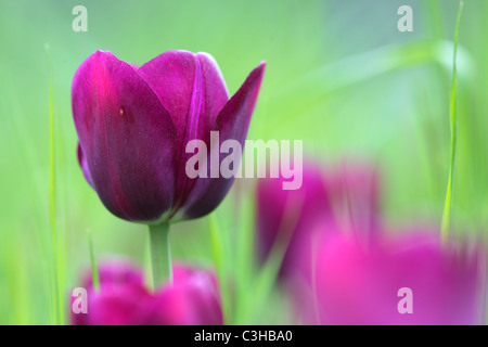 Tulpen, Tulipa-Hybriden, Feld, Tulipa, tulipani, campo Insel Mainau, Isola, Deutschland, Germania Foto Stock