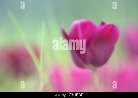 Tulpen, Tulipa-Hybriden, Feld, Tulipa, tulipani, campo Insel Mainau, Isola, Deutschland, Germania Foto Stock