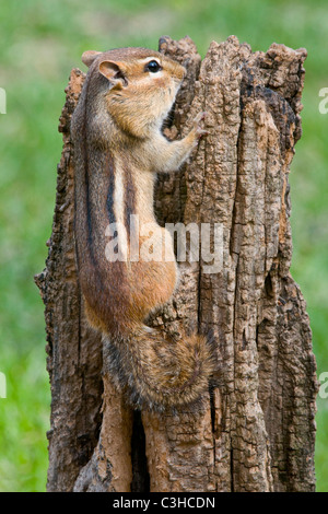 Chipmunk orientale arrampicandosi su tree stump Tamias striatus N America orientale, di Skip Moody/Dembinsky Photo Assoc Foto Stock