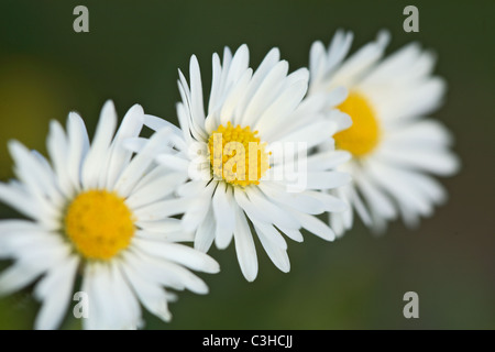 Mehrjaehriges Gaensebluemchen, Bellis perennis, Daisy, Deutschland, Germania Foto Stock