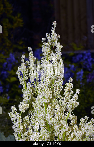Fioritura di rabarbaro (Rheum rhabarbarum) in un giardino in Galles, Regno Unito Foto Stock