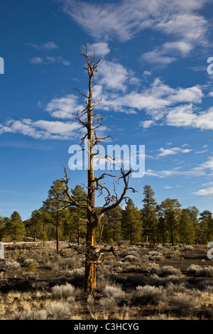 Ponderosa Pine contro il cielo blu al tramonto cratere di Vulcano monumento nazionale, Arizona, Stati Uniti. Foto Stock