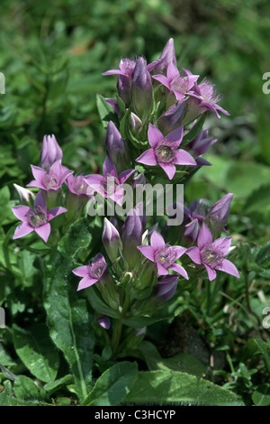 Deutscher Enzian, Gentianella germanica, Tedesco Genziana, Piora Alpenpark, Tessin, Schweiz, Svizzera Foto Stock