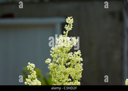Fioritura di rabarbaro (Rheum rhabarbarum) in un giardino in Galles, Regno Unito Foto Stock