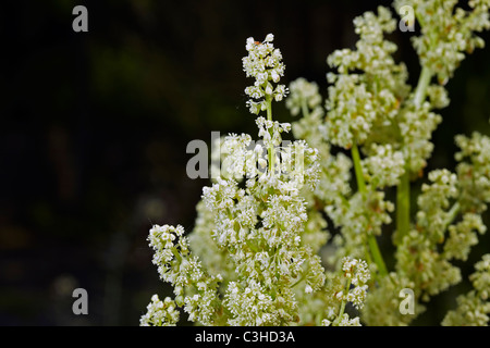 Fioritura di rabarbaro (Rheum rhabarbarum) in un giardino in Galles, Regno Unito Foto Stock