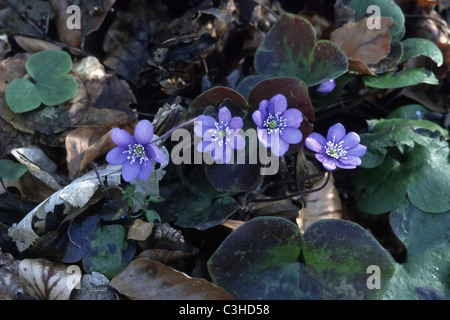 Dreilappiges Leberbluemchen, Hepatica nobilis, Liverwort, Mittelfranken, Baviera, Baviera, Deutschland, Germania Foto Stock