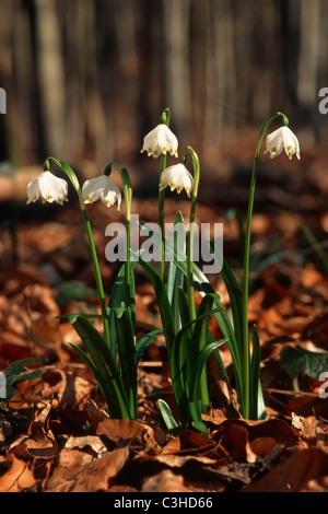 Fruehlings-Knotenblume, Maerzenbecher, Leucojum vernum, molla il simbolo del fiocco di neve, Mittelfranken, Baviera, Baviera, Deutschland, Germania Foto Stock