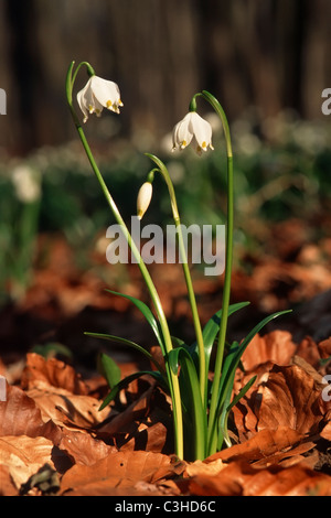 Fruehlings-Knotenblume, Maerzenbecher, Leucojum vernum, molla il simbolo del fiocco di neve, Mittelfranken, Baviera, Baviera, Deutschland, Germania Foto Stock