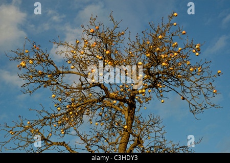 Aepfel am Baum, Malus domestica, Appletree, Ostalbkreis, Baden Wuerttemberg, Deutschland, Germania Foto Stock