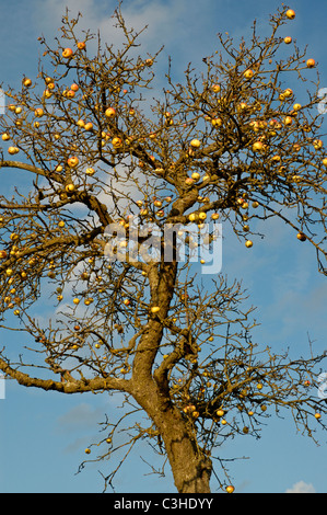 Aepfel am Baum, Malus domestica, Appletree, Ostalbkreis, Baden Wuerttemberg, Deutschland, Germania Foto Stock