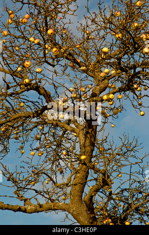 Aepfel am Baum, Malus domestica, mele sugli alberi, Ostalbkreis, Baden Wuerttemberg, Deutschland,Germania Foto Stock