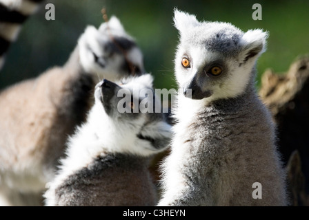 Piccolo gruppo di anello Tailed lemuri , Lemur catta, Yorkshire Wildlife Park, Inghilterra Foto Stock