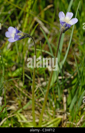 Gemeines Fettkraut, Pinguicula vulgaris, comune Butterwort, Ries, Baviera, Baviera, Deutschland, Germania Foto Stock