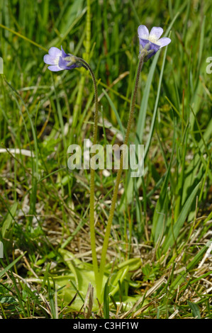 Gemeines Fettkraut, Pinguicula vulgaris, comune Butterwort, Ries, Baviera, Baviera, Deutschland, Germania Foto Stock