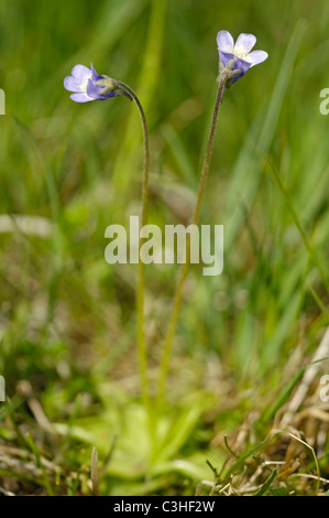 Gemeines Fettkraut, Pinguicula vulgaris, comune Butterwort, Ries, Baviera, Baviera, Deutschland, Germania Foto Stock